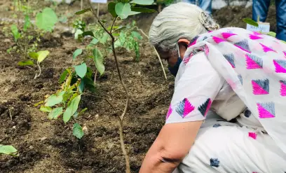 tree-plantation-initiative