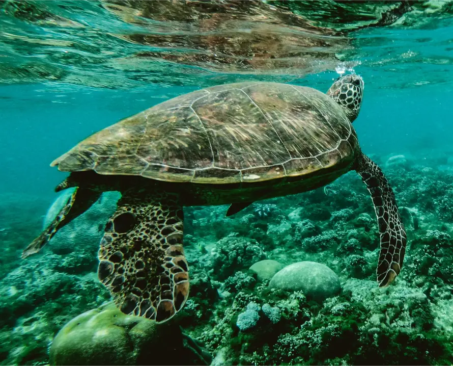 sea-turtle-plastic-pollution